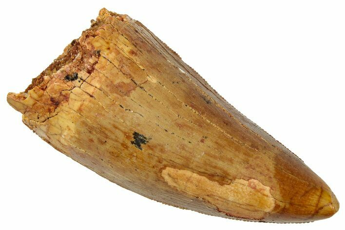 Serrated, Carcharodontosaurus Tooth - Real Dinosaur Tooth #329895